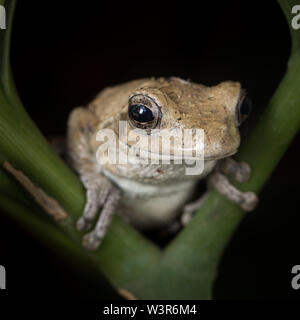 A southern foam nest frog, Chiromantis xerampelina, takes refuge in a cool, shaded plant, Madikwe Game Reserve, North West, South Africa.
