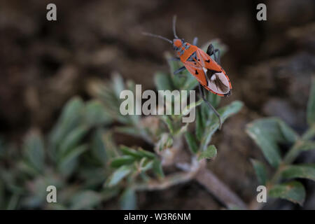 A small bug's red pattern looks like a painted mask, Madikwe Game Reserve, North West, South Africa. Stock Photo