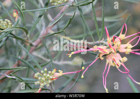 Red Bull Ant on Grevillea, South Australia Stock Photo