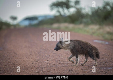 A brown hyena, Hyaena brunnea, goes on the prowl at dusk, Madikwe Game Reserve, North West Province, South Africa. Stock Photo