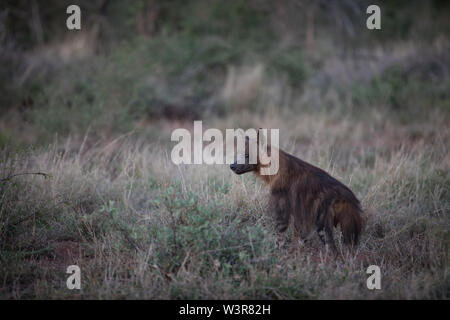 A brown hyena, Hyaena brunnea, goes on the prowl at dusk, Madikwe Game Reserve, North West Province, South Africa. Stock Photo