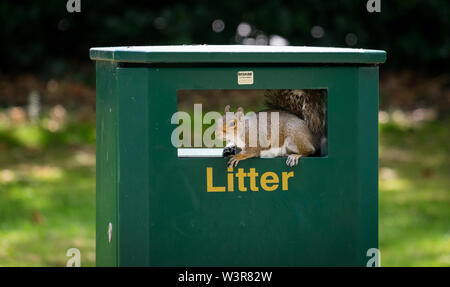 A grey squirrel looking for food in a rubbish litter bin Stock Photo