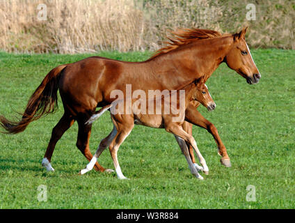 mare horse with foal in synchronous gallop over meadow Stock Photo