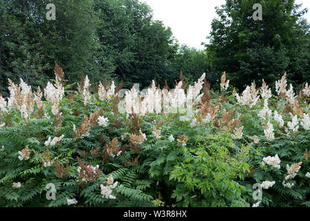 overblown Filipendula ulmaria, commonly known as meadowsweet or mead wort, is a perennial herb in the family Rosaceae that grows in damp meadows. July Stock Photo