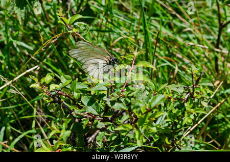 The insect pest American white butterfly, Black-veined White, Aporia crataegi or Hyphantria cunea on the yellow flower, Jeleznitsa, Vitosha mountain, Stock Photo