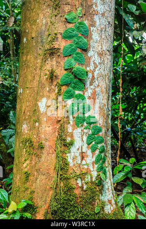 plant tree rica vine parasitic costa rain forest bali indonesia parasite tropical alamy