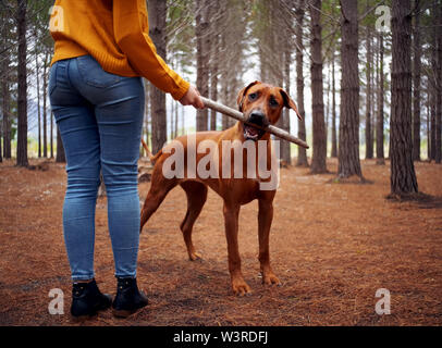 Close-up of a woman playing with her dog in forest Stock Photo