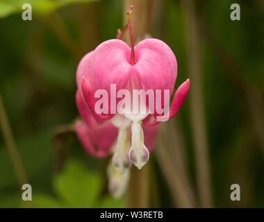 Dicentra spectabilis 'Gold Heart' - Bleeding Heart - Papaveraceae (The  Poppy Family)