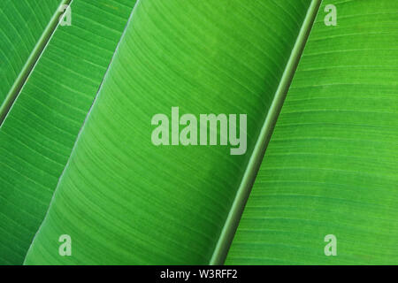 Lush green banana leaves frame traditional village rooftops against ...