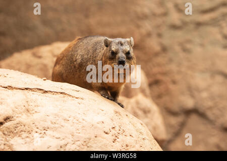 A rock hyrax (Procavia capensis), also called Cape hyrax, rock rabbit, coney, or dassie, native to Africa and the Middle East. Stock Photo