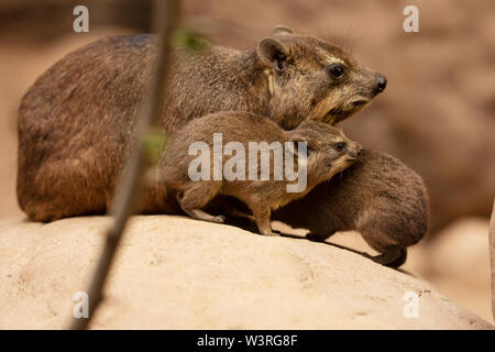 A mother rock hyrax with two babies (Procavia capensis), also called Cape hyrax, rock rabbit, coney, or dassie, native to Africa and the Middle East. Stock Photo