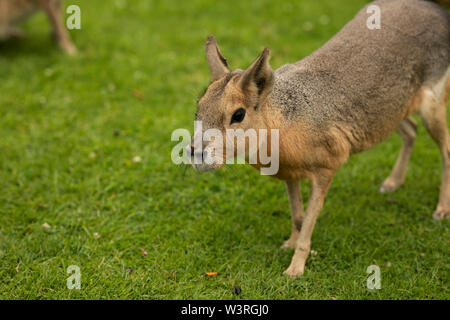 A Patagonian cavy (Dolichotis patagonum) standing in the grass. Stock Photo