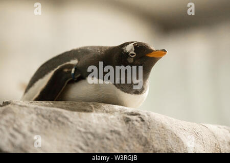 A gentoo penguin (Pygoscelis papua) resting on a rocky ledge. Stock Photo