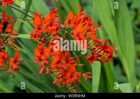 Crocosmia Lucifer Stock Photo