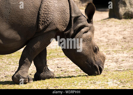 Indian rhinoceros (Rhinoceros unicornis) Stock Photo