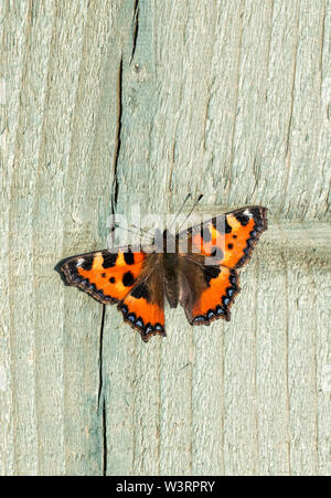 Freshly emerged Small Tortoiseshell butterfly (Aglais urticae) soaking up the suns rays on a wooden fence panel Stock Photo