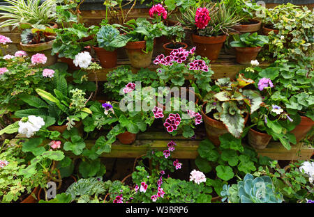 Colourful Plants in pots on staging Geraniums and Pelagoniums. Stock Photo