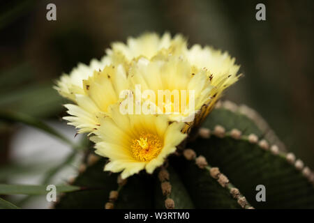 Yellow flowers on an Astrophytum hybrid (A. myriostigma x A. ornatum) bishop's hat (or bishop's cap) cactus. The Astrophytum is native to Mexico. Stock Photo