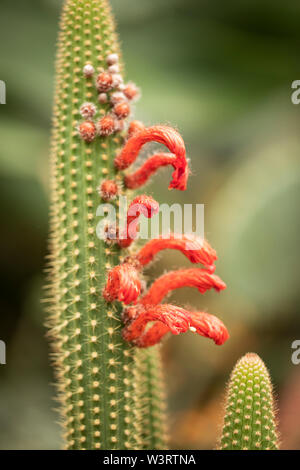 Red flowers budding on a Cleistocactus samaipatanus cactus, native to Bolivia. Stock Photo