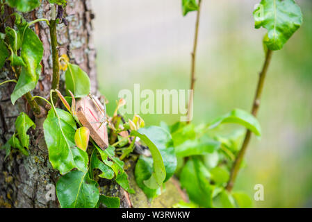 A mousetrap seat in a pear tree for defense Stock Photo