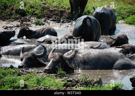Water buffalo wallow in a pool of mud at a buffalo reserve in Hungary Stock Photo