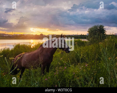 Brown horse grazing on a green grass field over sunset sky background. Rural scene with a stallion on pasture near lake at sundown.