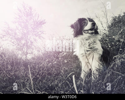 Black and white portrait of a happy border collie dog seated on the field in the middle of the nature looking around enjoying the silence of a sunny d Stock Photo