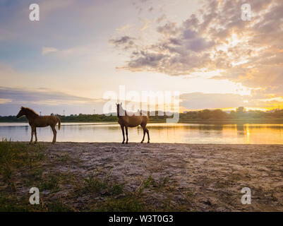 Two brown horses, young foal and his mother mare, standing near pond, watering over sunset background with reflection on the lake surface. Stock Photo