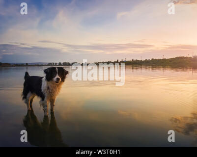 Portrait of border collie dog standing in a pond water over sunset background with reflection on the lake surface. Beautiful pet looking around attent Stock Photo