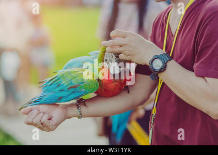 Colorful macaw parrot perching on the hand and wait to fly for excercise in the field. Selective focus on left hand. Stock Photo