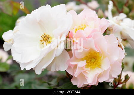 Rosa 'Cornelia'. Pale peach blossoms of 'Cornelia' hybrid musk shrub rose blossoming in June - UK Stock Photo