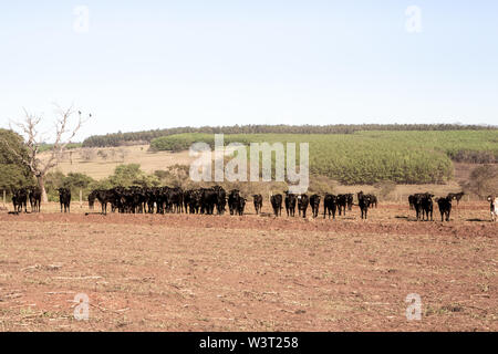 Cattle Angus and Wagyu on farm pasture with plowing in the background on beautiful summer day. Stock Photo