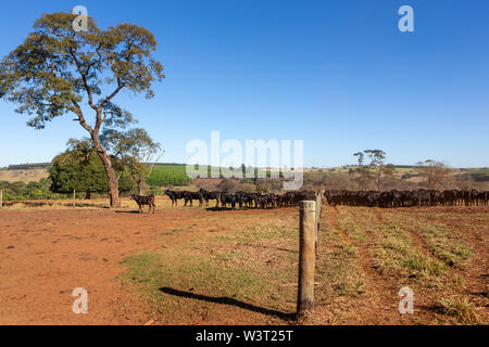 Cattle Angus and Wagyu on farm pasture with trees in the background on beautiful summer day. Stock Photo
