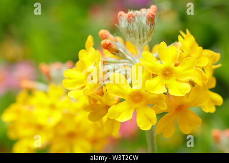 Candelabra primulas. Candelablra primroses flowering in a water garden - June. UK Stock Photo