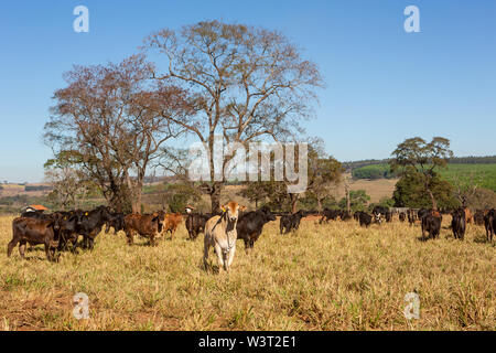 Cattle Angus and Wagyu on farm pasture with trees in the background on beautiful summer day. Stock Photo