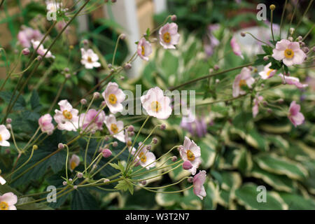 Flowering Anemone hupehensis plant with pink flowers in the summer in the garden. Chinese anemone or Japanese anemone, thimbleweed, or windflower Stock Photo