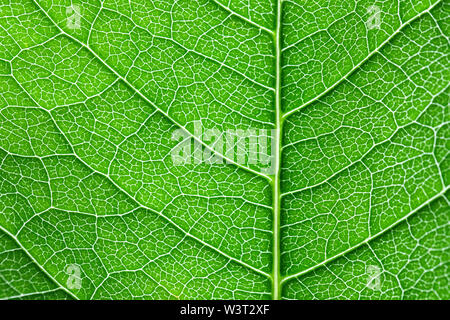 Leaf structure, pattern, green background Stock Photo