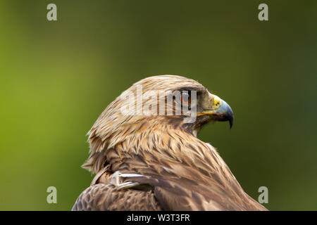 Booted Eagle Hieraaetus pennatus in the nature, Spain Stock Photo