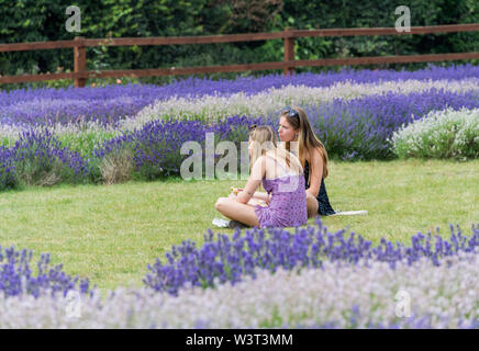 Two ladies sitting on the grass in between rows of lavender, Hitchin, Herts UK Stock Photo