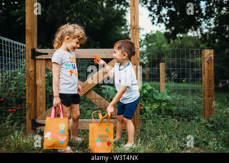 Young boy showing girl fresh picked tomato from back yard garden Stock Photo