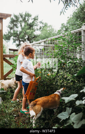 Young boy and girl in garden with dogs picking home grown tomatoes Stock Photo
