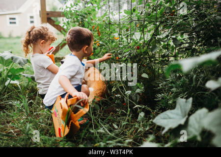 Young girl and boy in garden with Corgi dog picking tomatoes Stock Photo