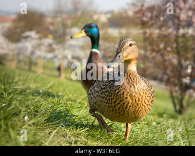 Duck walking on the green grass Stock Photo