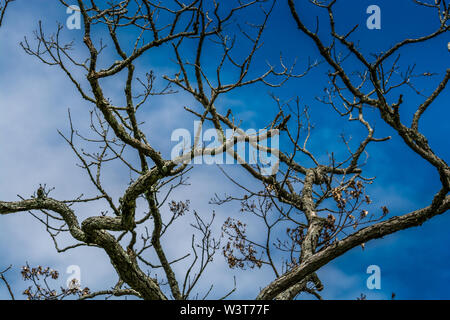 Dry tree branches against blue sky background Stock Photo
