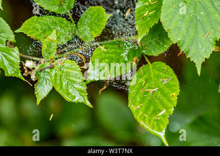 Cobweb and raindrops on green leaves. Macro close-up, selective focus. Relict forest on the slopes of the oldest mountain range of the island of Tener Stock Photo