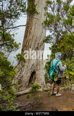 A young traveler in the relic forest. Slopes of the ancient Anaga mountain range on the island of Tenerife. Giant laurels and heather tree along narro Stock Photo