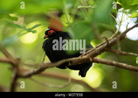 A crested wood partridge (Rollulus rouloul) or roul-roul, red-crowned wood partridge, green wood quail, green wood partridge, of the Asian rainforest. Stock Photo
