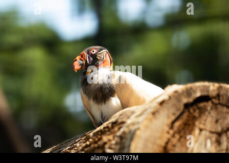 The king vulture (Sarcoramphus papa) is a large bird in family Cathartidae found in tropical lowland forests in Mexico and Central and South America. Stock Photo