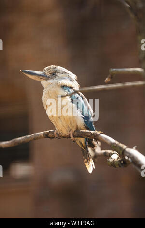 A blue-winged kookaburra (Dacelo leachii), a large kingfisher native to northern Australia and southern New Guinea, perched on a tree branch. Stock Photo