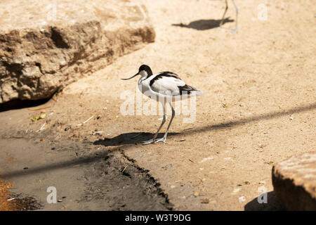 A pied avocet (Recurvirostra avosetta), a large black and white wader in the avocet and stilt family, Recurvirostridae, a migratory species of bird. Stock Photo